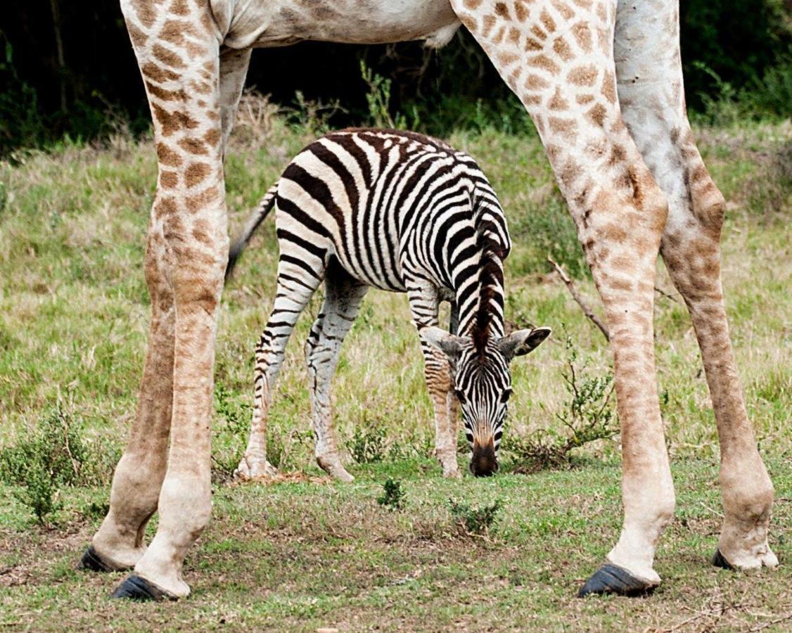 Hopewell Private Game Reserve Buyskloof Exteriér fotografie