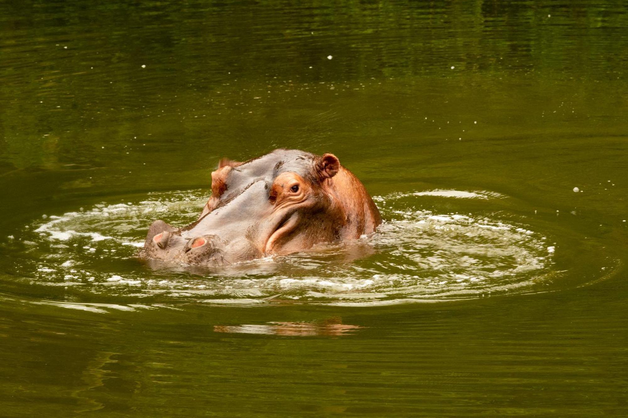 Hopewell Private Game Reserve Buyskloof Exteriér fotografie
