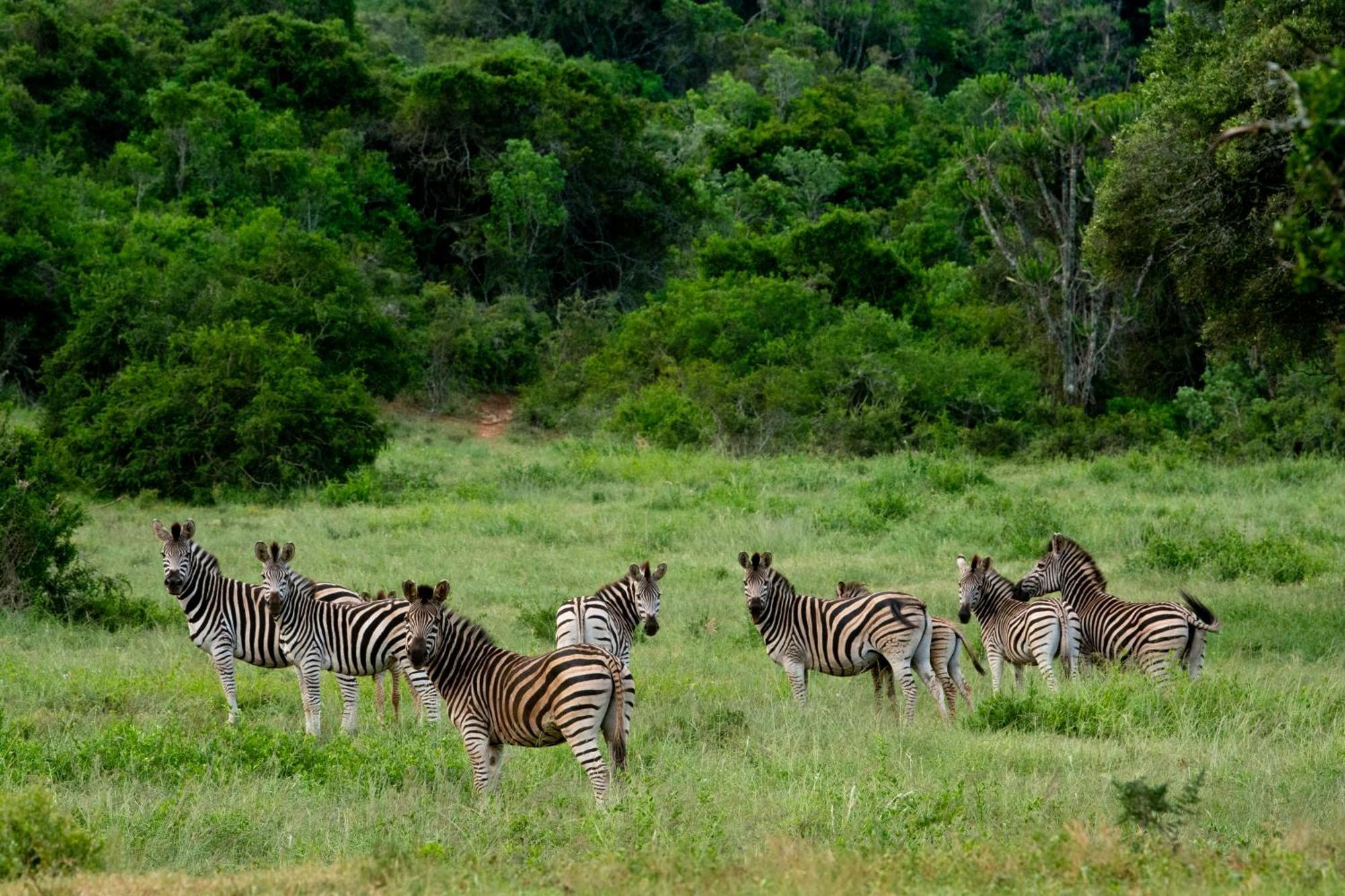 Hopewell Private Game Reserve Buyskloof Exteriér fotografie