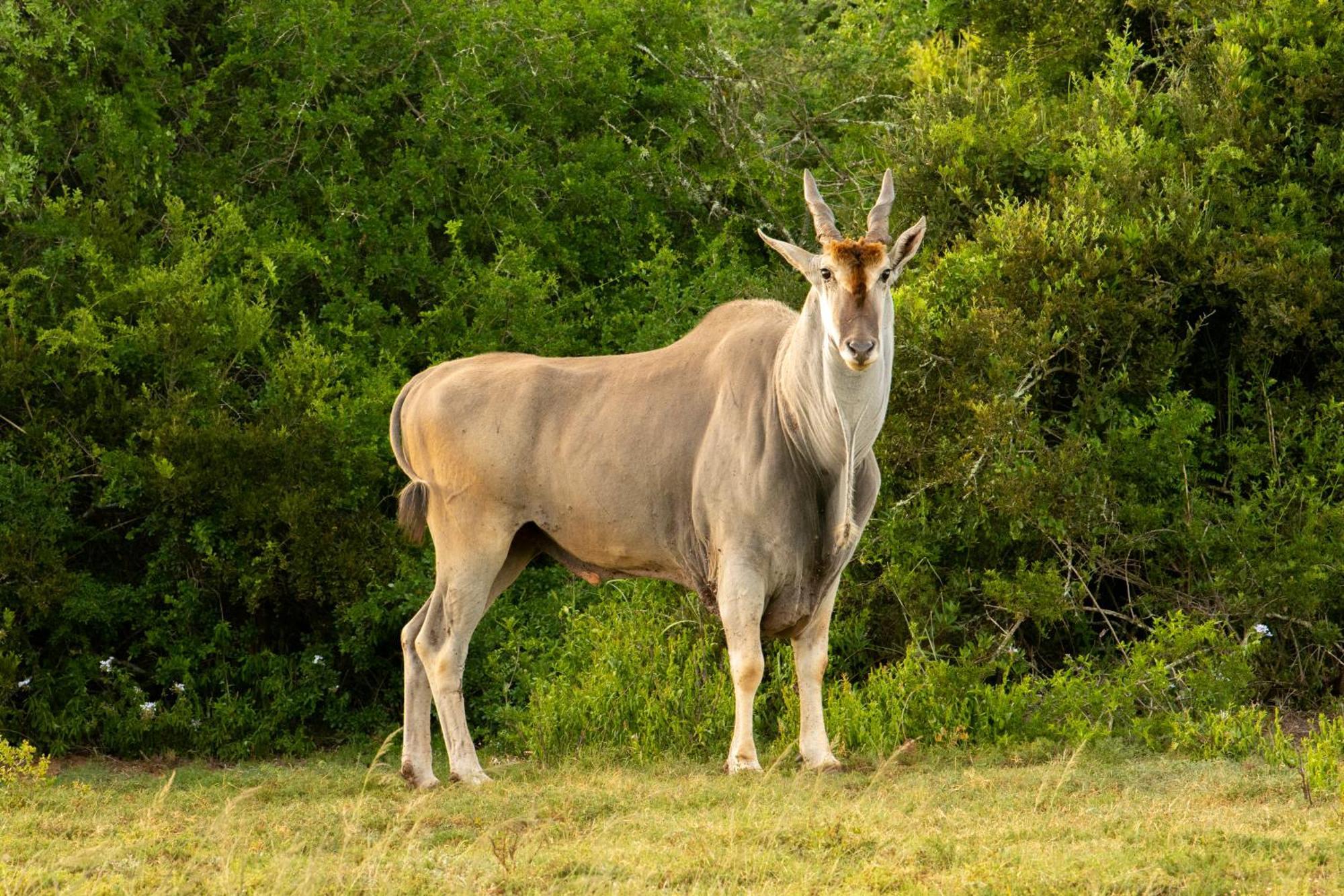 Hopewell Private Game Reserve Buyskloof Exteriér fotografie
