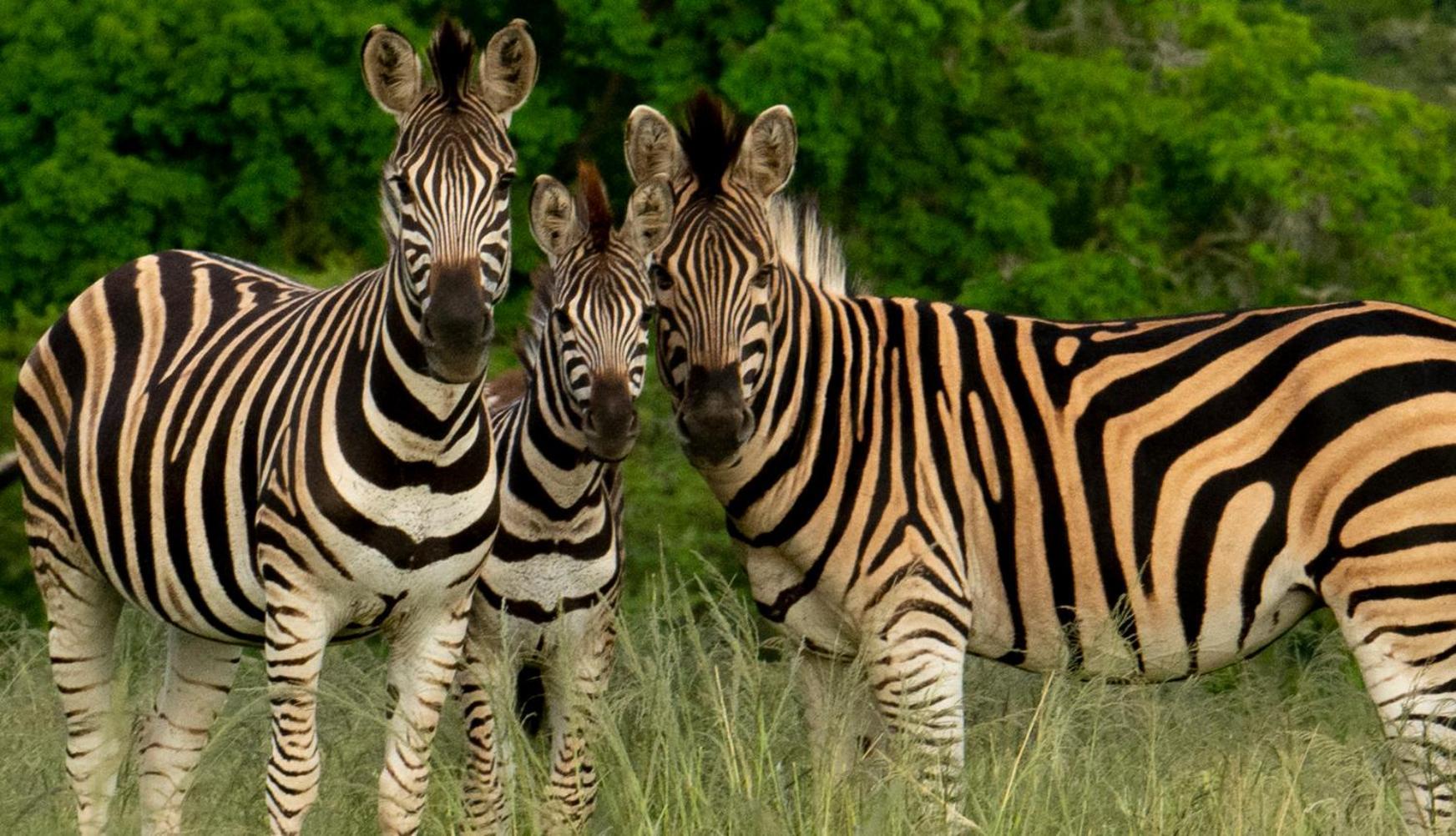Hopewell Private Game Reserve Buyskloof Exteriér fotografie