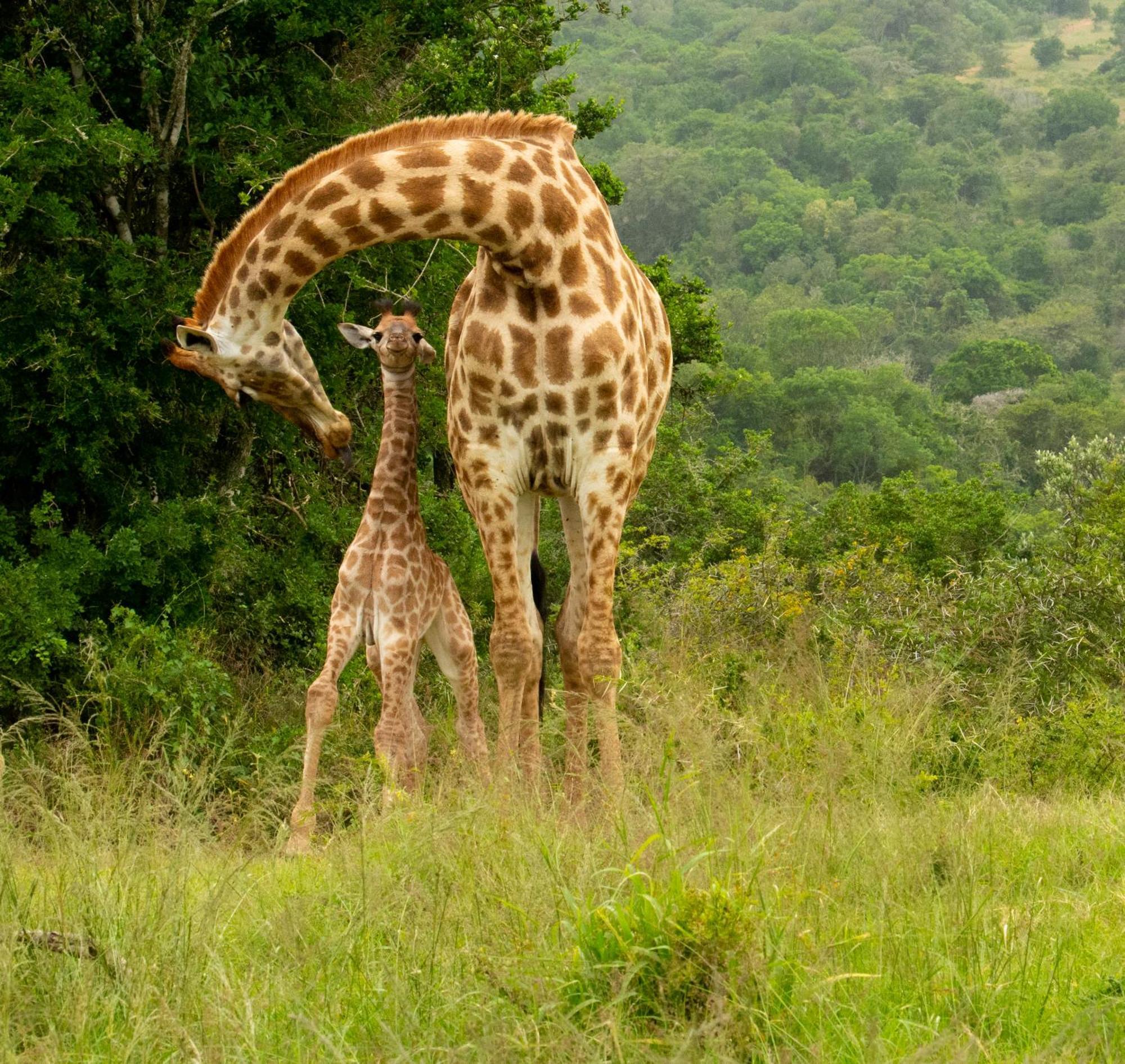 Hopewell Private Game Reserve Buyskloof Exteriér fotografie