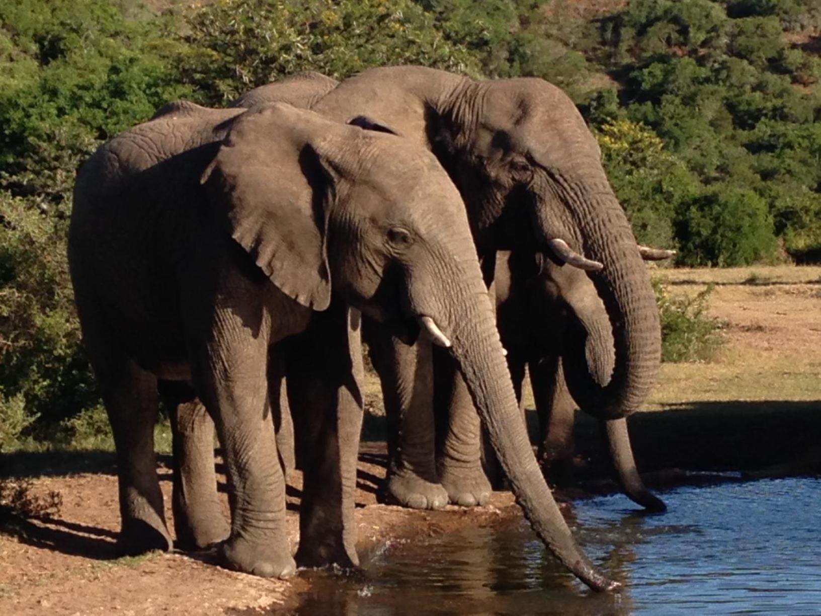 Hopewell Private Game Reserve Buyskloof Exteriér fotografie