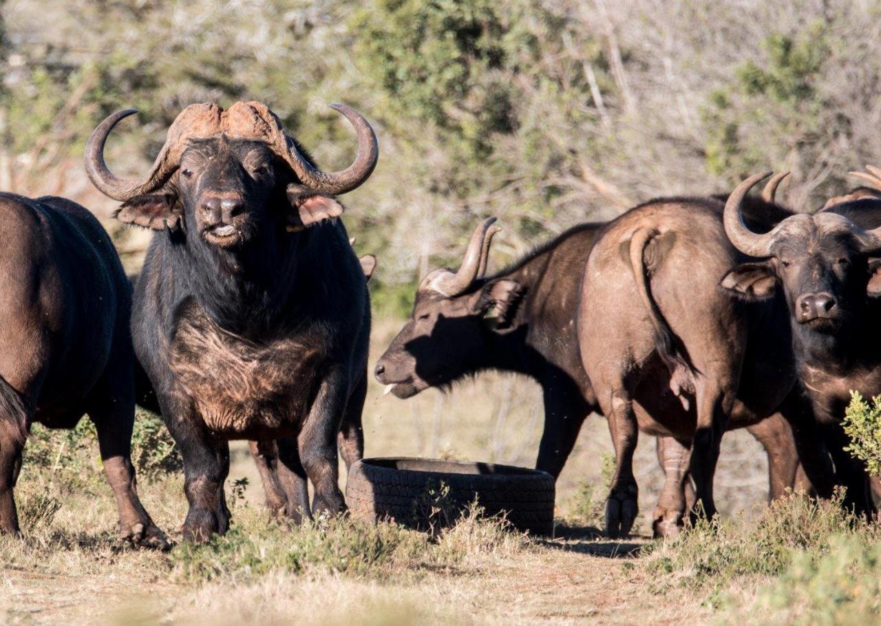 Hopewell Private Game Reserve Buyskloof Exteriér fotografie