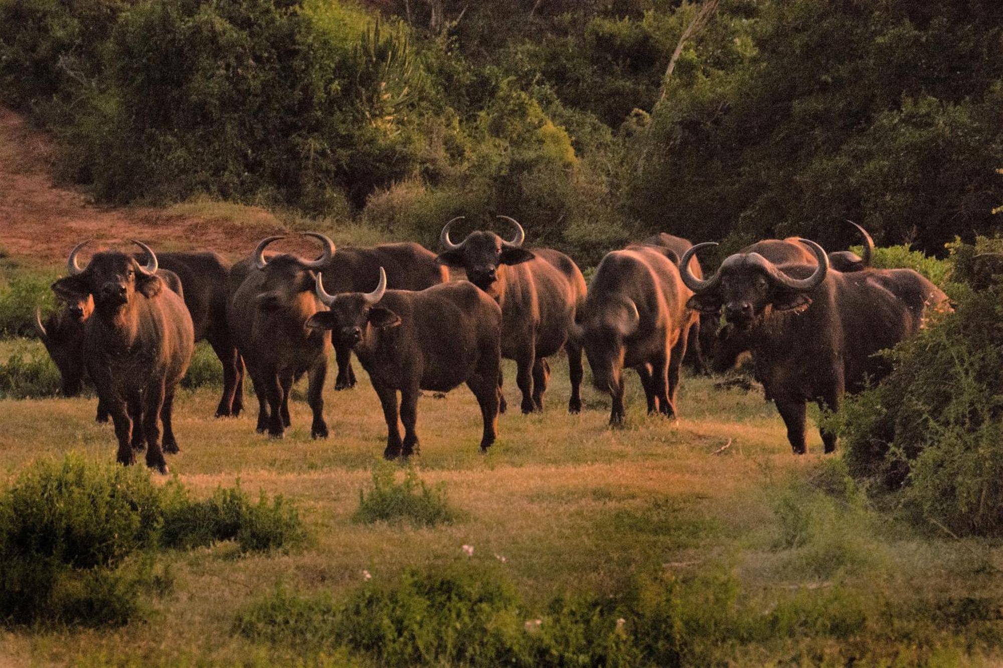 Hopewell Private Game Reserve Buyskloof Exteriér fotografie