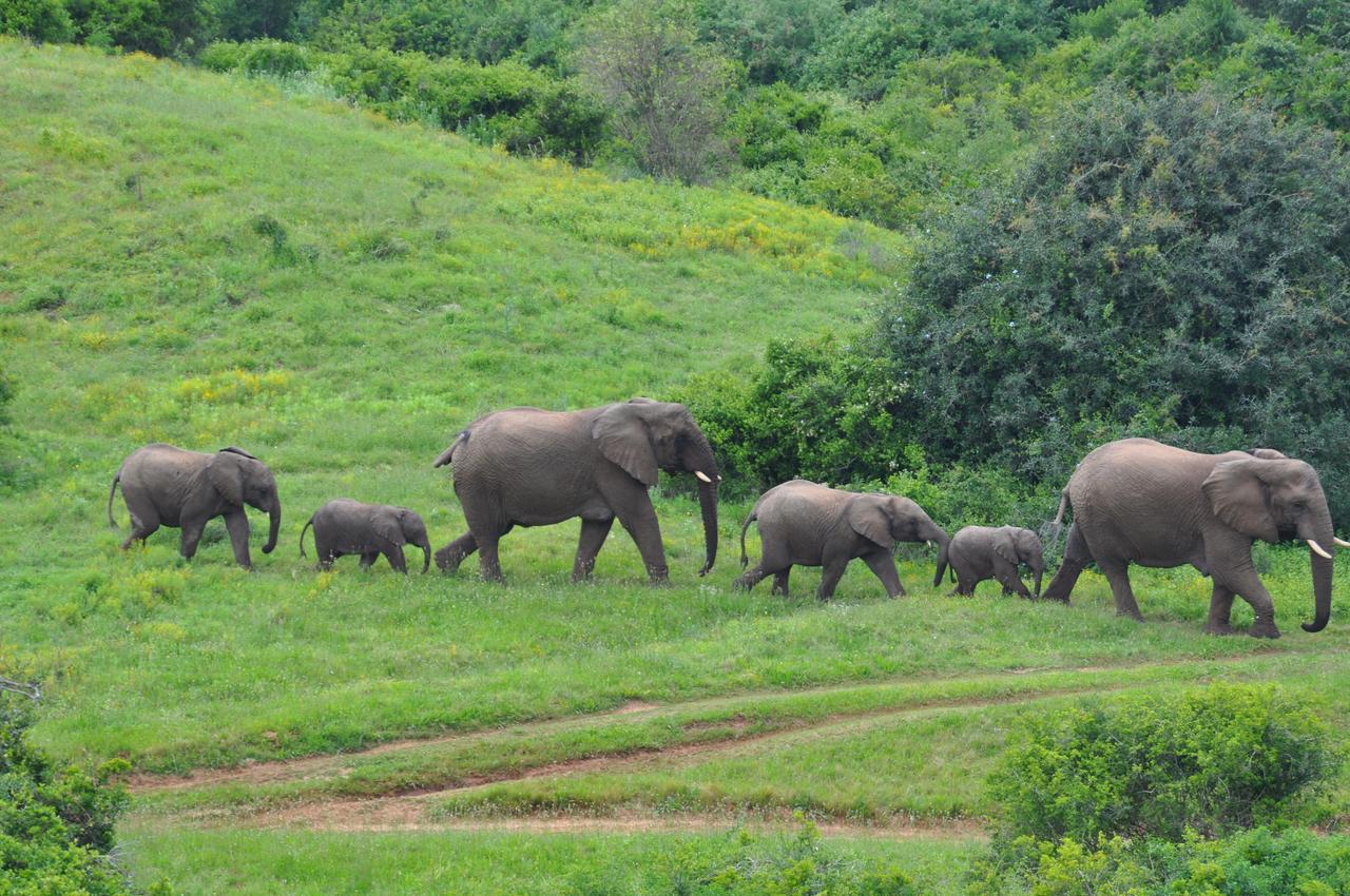 Hopewell Private Game Reserve Buyskloof Exteriér fotografie