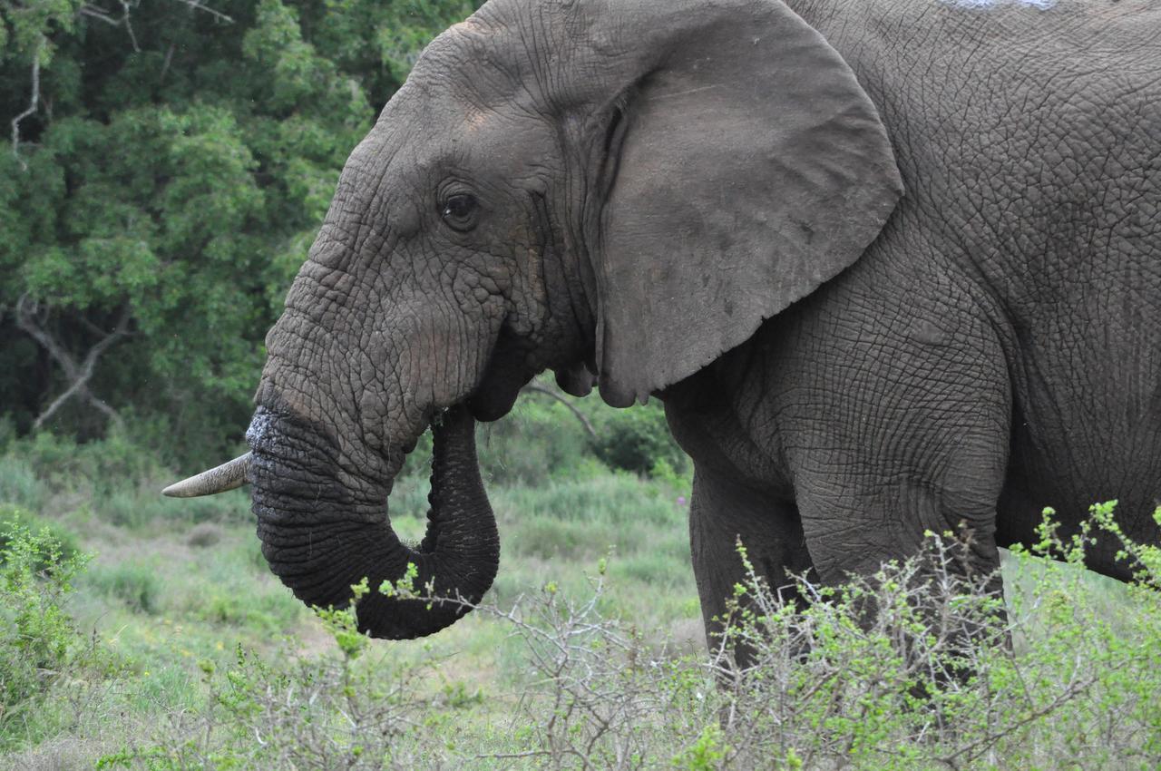 Hopewell Private Game Reserve Buyskloof Exteriér fotografie